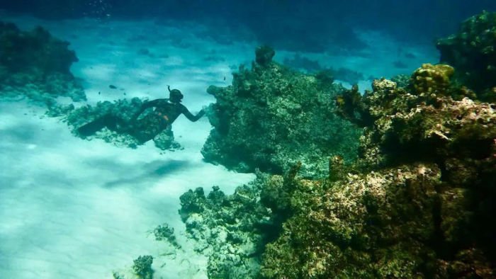 Coral Sea outer reef