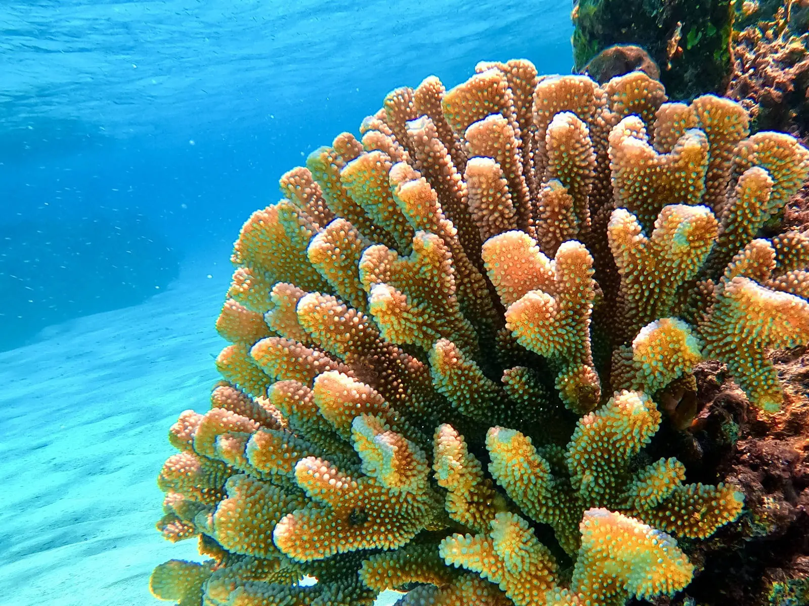 Coral Sea Corals