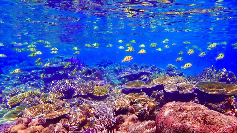 south pacific corals