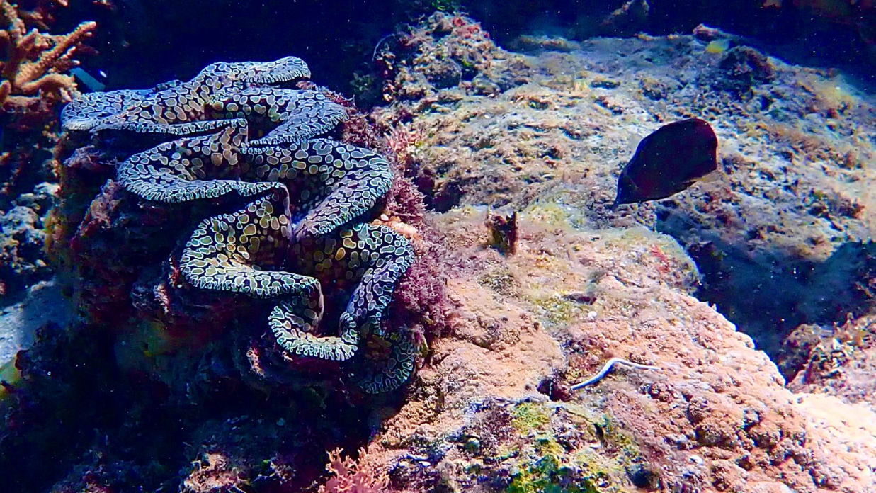 saltwater clam