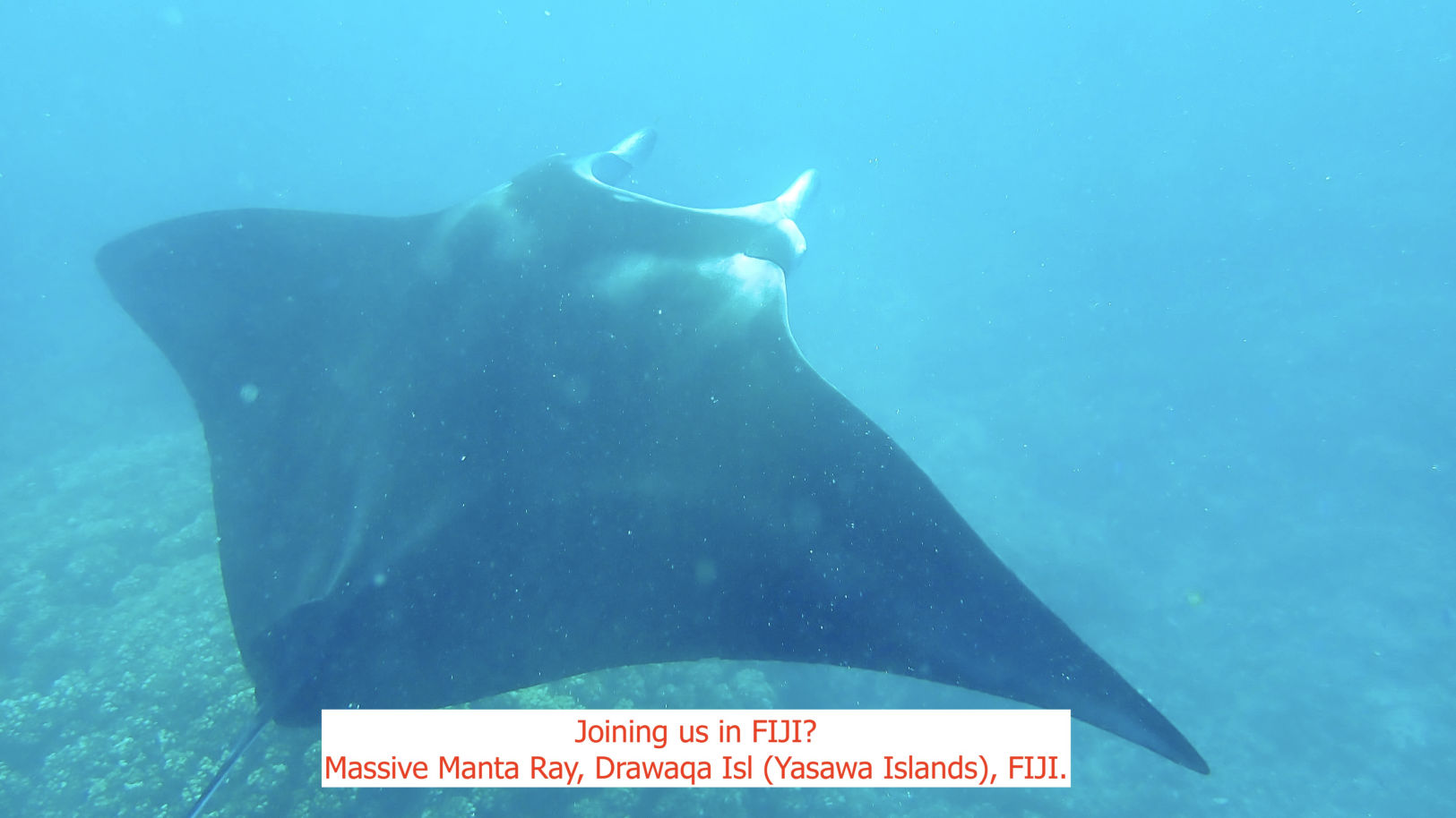 Manta Ray, Yasawa Islands, Fiji