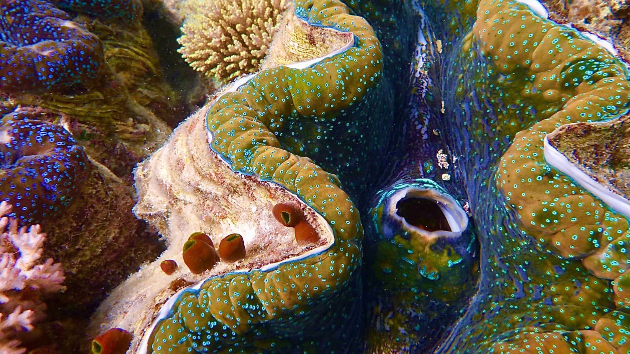 Giant Saltwater Clam with stunning Blues and Greens