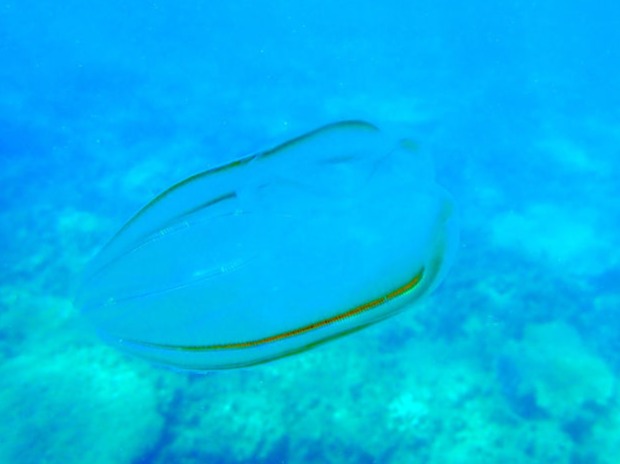 coral reef