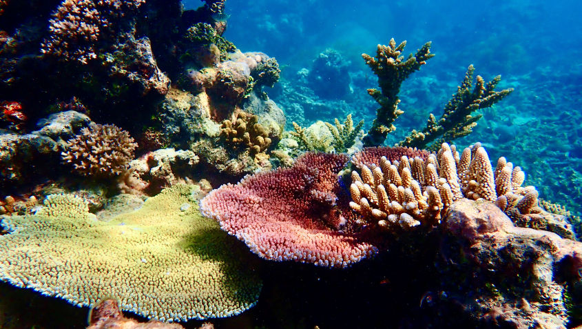 catamaran coral
