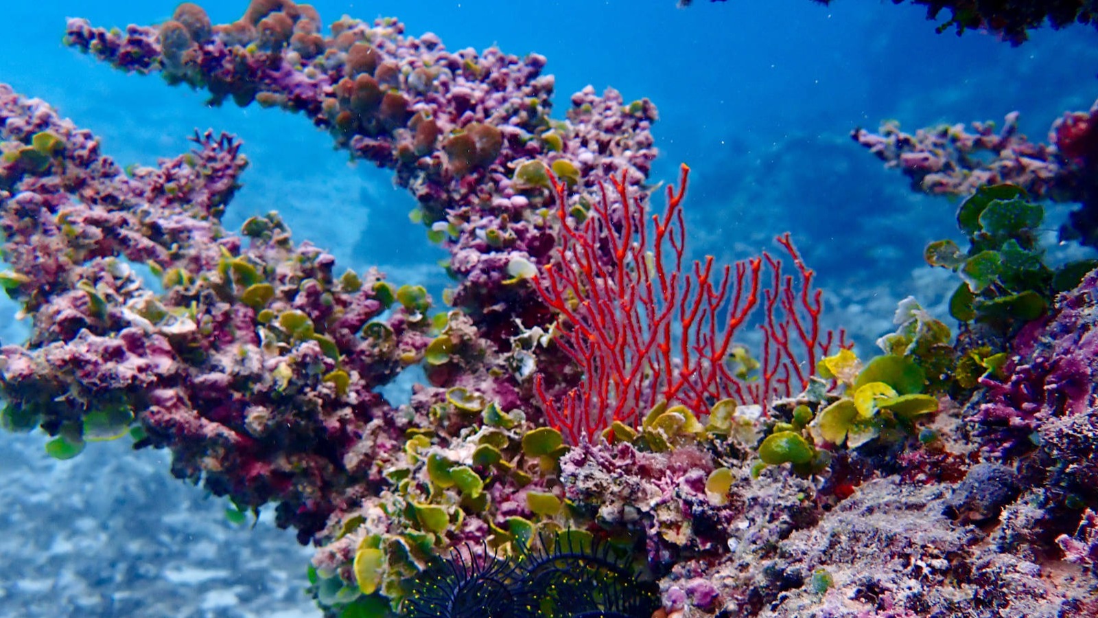 coral fern