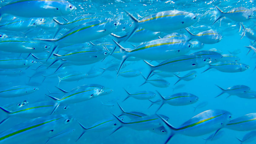 fish shoal